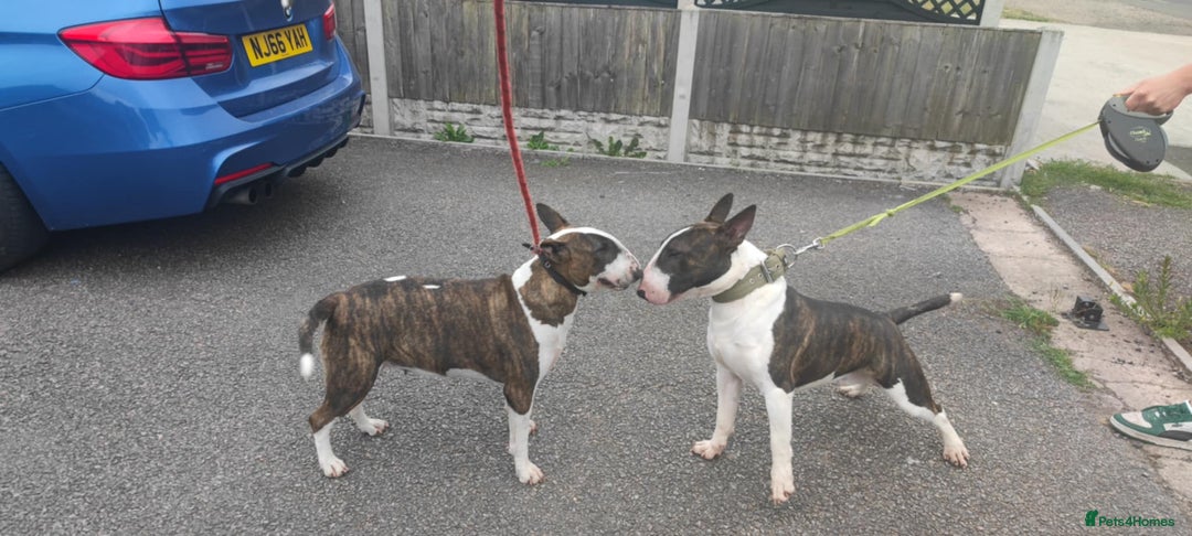 English Bull Terrier dogs for sale: KCRegistered English Bull Terrier Puppies–Top Line - Image 3