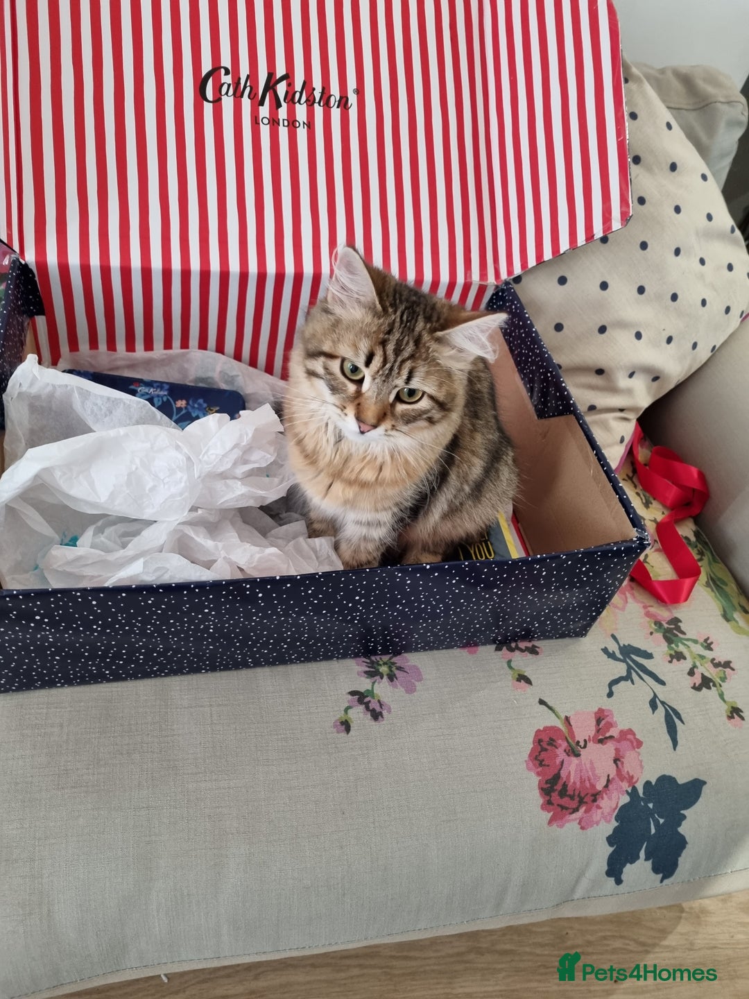 Siberian cats for sale: Retired Queen Siberian Indoor only cat - Advert 4