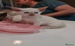 Siamese cats for sale: Siamese kittens 2 Chocolatepoint, 2 boys Bluepoint - Image 14