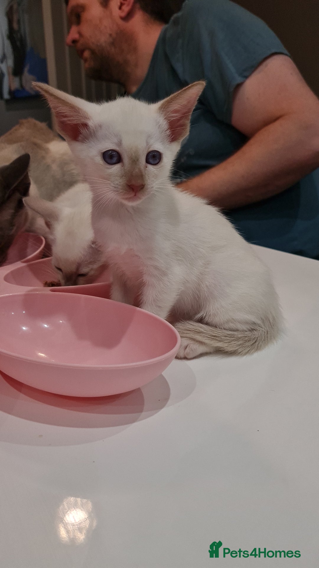 Siamese cats for sale: Siamese kittens 2 Chocolatepoint, 2 boys Bluepoint - Image 14