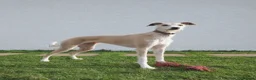 Lurcher dogs for sale: Lurcher for re-homing - Advert 2