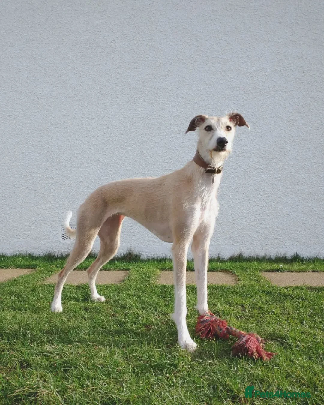 Lurcher dogs for sale: Lurcher for re-homing - Advert 2