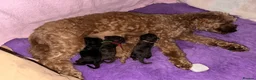 Cavapoo dogs for sale: Stunning Blue Merle Cavapoo Puppies in Halifax - Advert 2