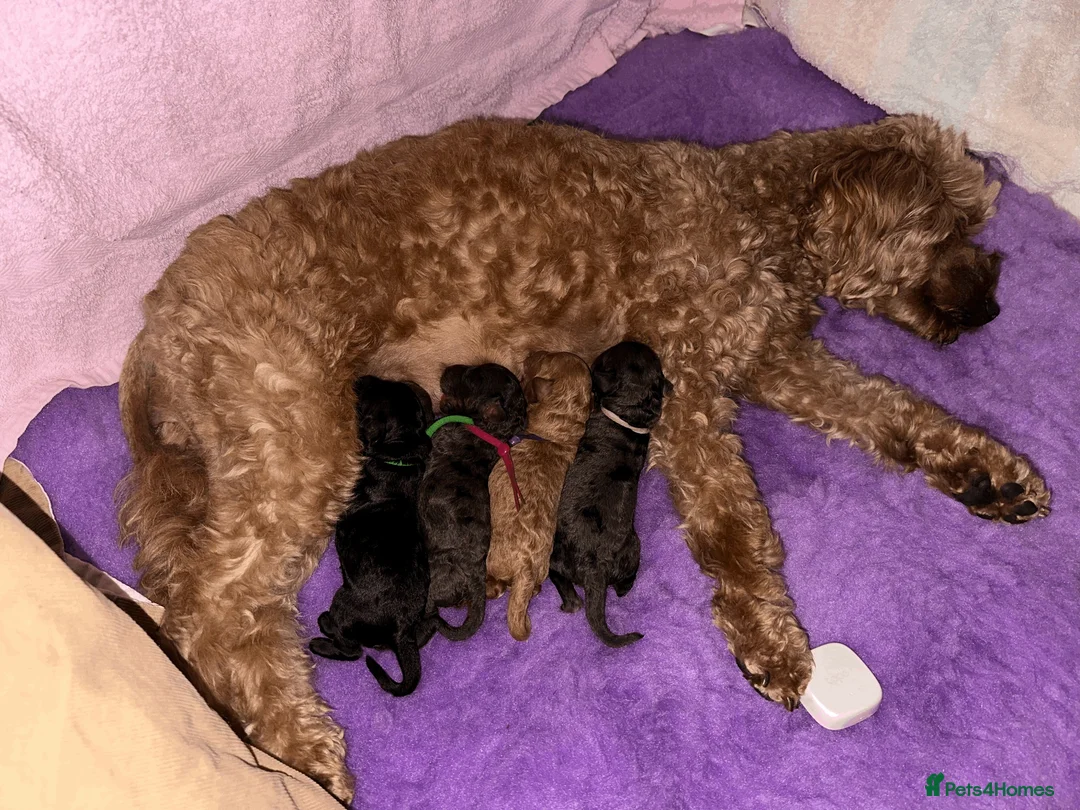 Cavapoo dogs for sale: Stunning Blue Merle Cavapoo Puppies in Halifax - Advert 2