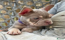 French Bulldog dogs for sale: 5* beautiful French bulldogs left ready to go 🏡 - Image 9