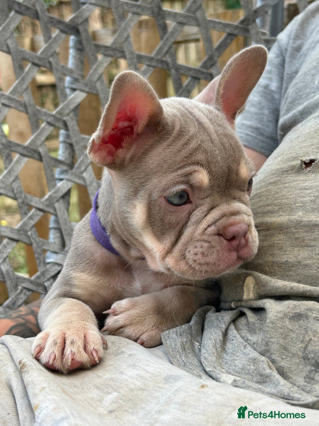 French Bulldog dogs for sale: 5* beautiful French bulldogs left ready to go 🏡 - Image 9