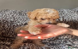Maltipoo dogs for sale: 2 beautiful playful & lovely Maltipoo boys  - Image 5