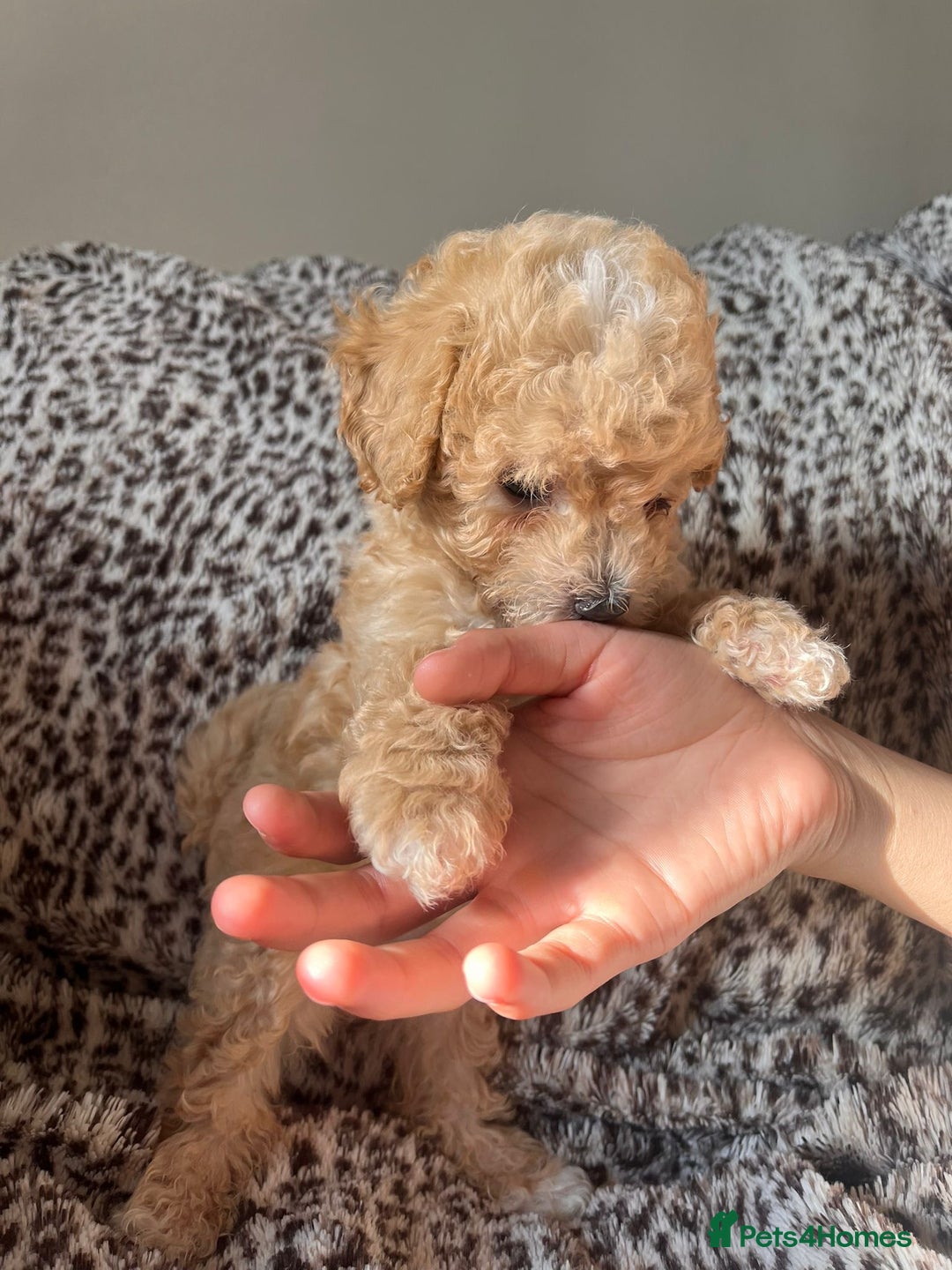 Maltipoo dogs for sale: 2 beautiful playful & lovely Maltipoo boys  - Image 5