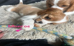 Cavalier King Charles Spaniel dogs for sale: Companion cavalier king charles spaniels - Image 9