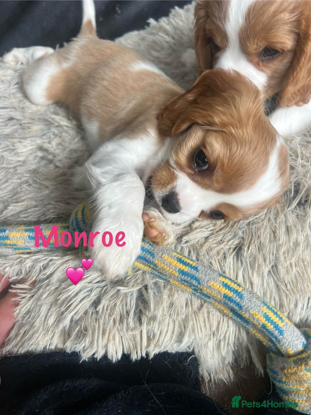 Cavalier King Charles Spaniel dogs for sale: Companion cavalier king charles spaniels - Image 9