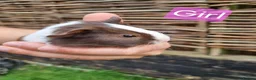Guinea Pig rodents for sale: Tricolour guinea pigs, babies and adults in Didcot - Advert 6