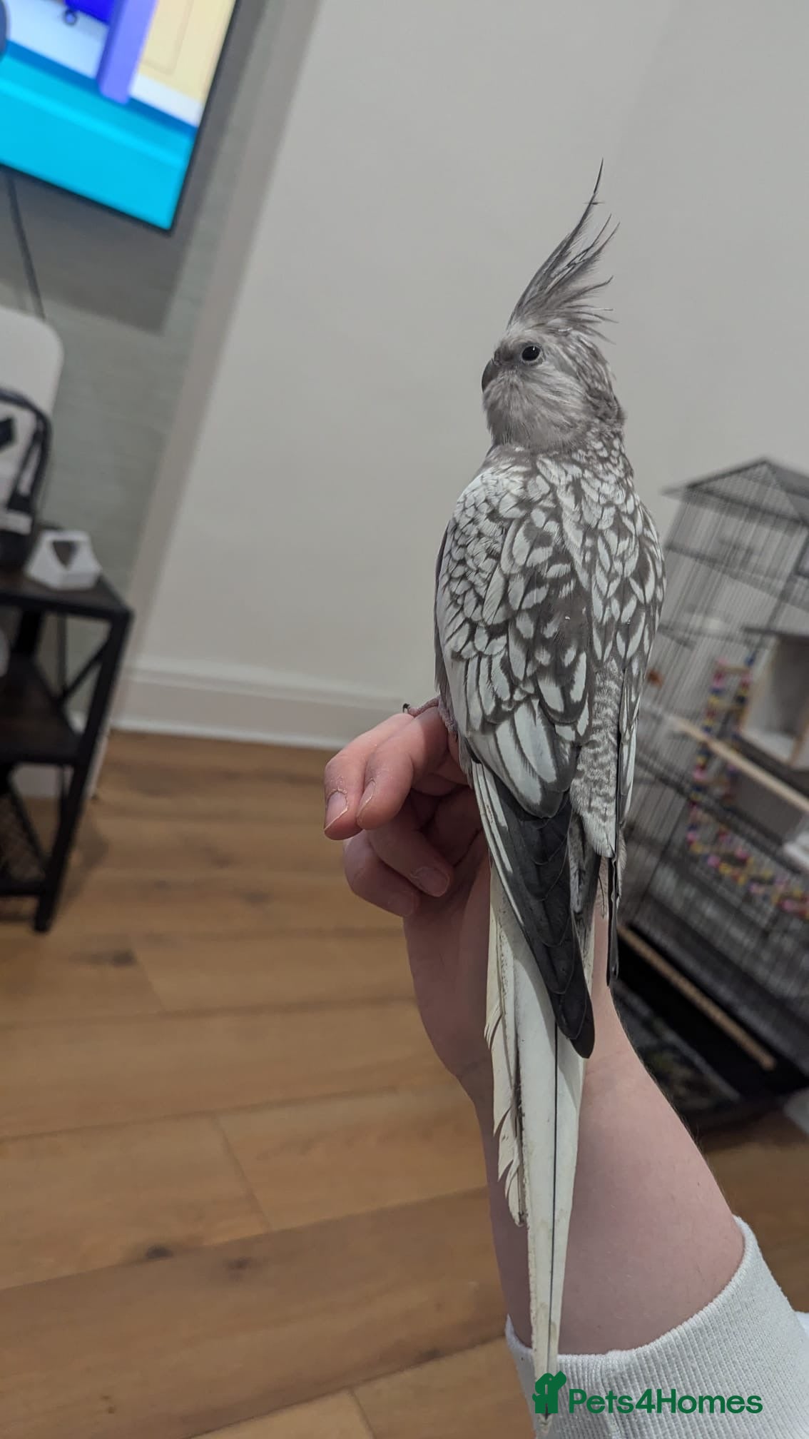 Cockatiels birds Lovely tamed Cockatiel - Advert 20