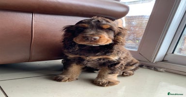 Cocker Spaniel dogs - Advert 16
