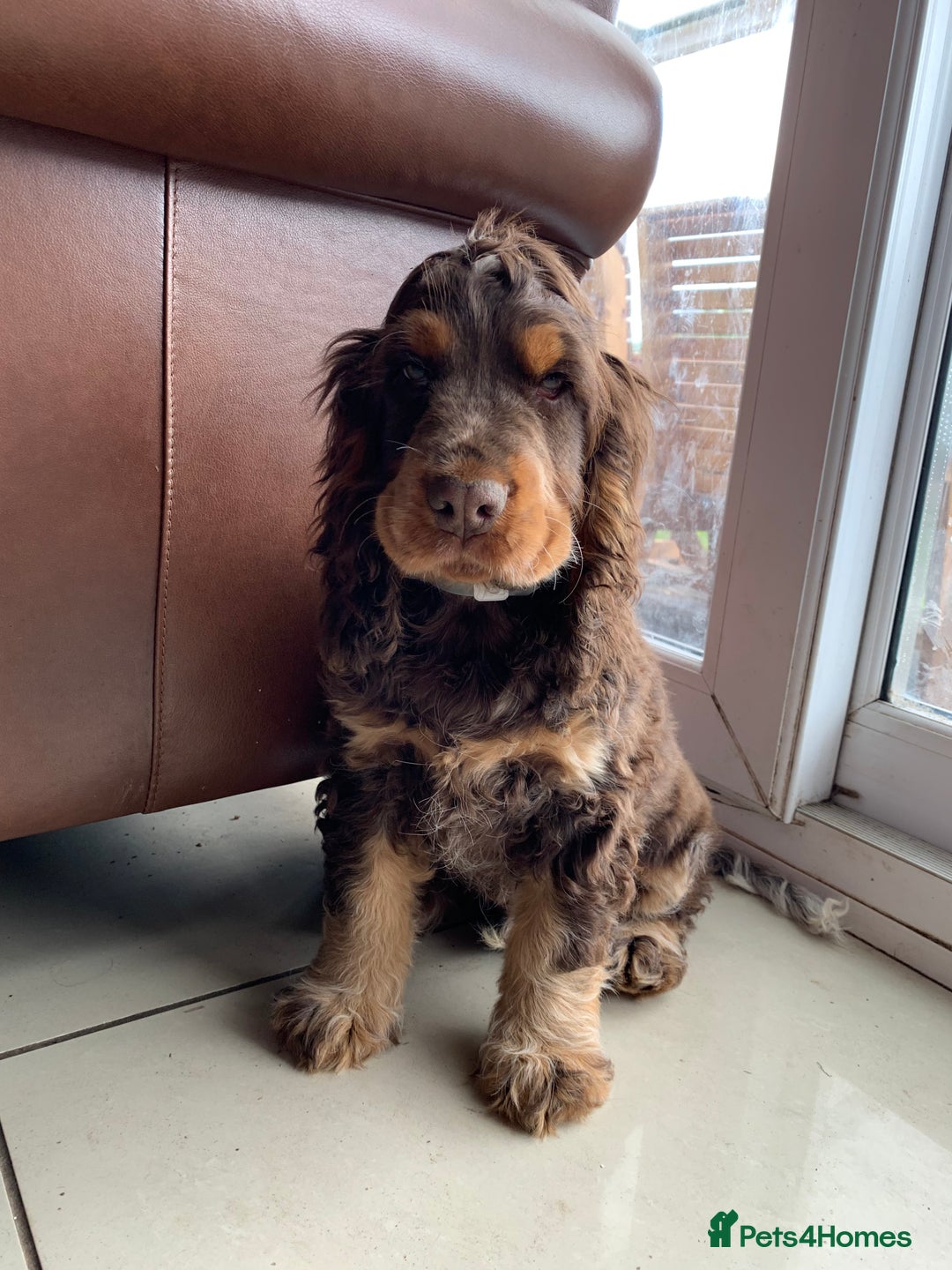 Cocker Spaniel dogs for sale: Kc Reg Pure bred show (Health Tested) - Image 3