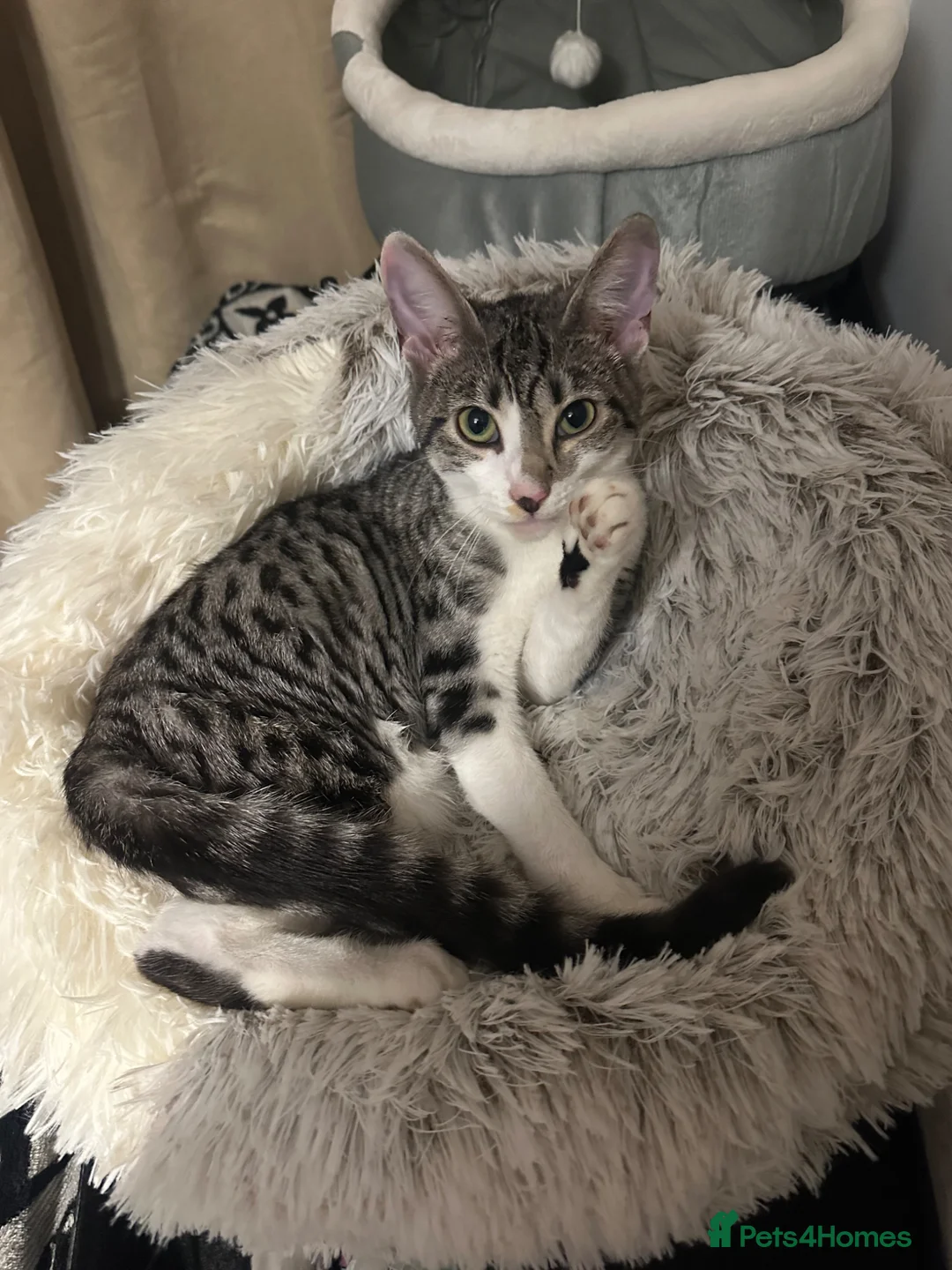 Bengal cats for sale: beautiful Bengal cross kittens - Advert 5