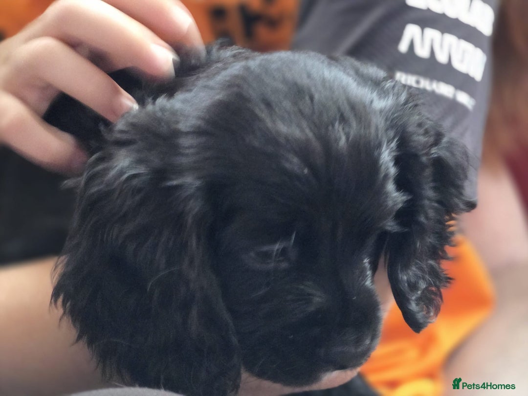 Cocker Spaniel dogs for sale: Boy pup  - Image 3