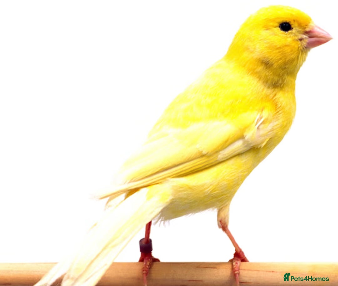 Canaries birds for sale: Canarys  - Advert 2