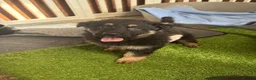 German Shepherd dogs for sale: German Shepherd Pups! Grey or black & tan!  - Advert 2