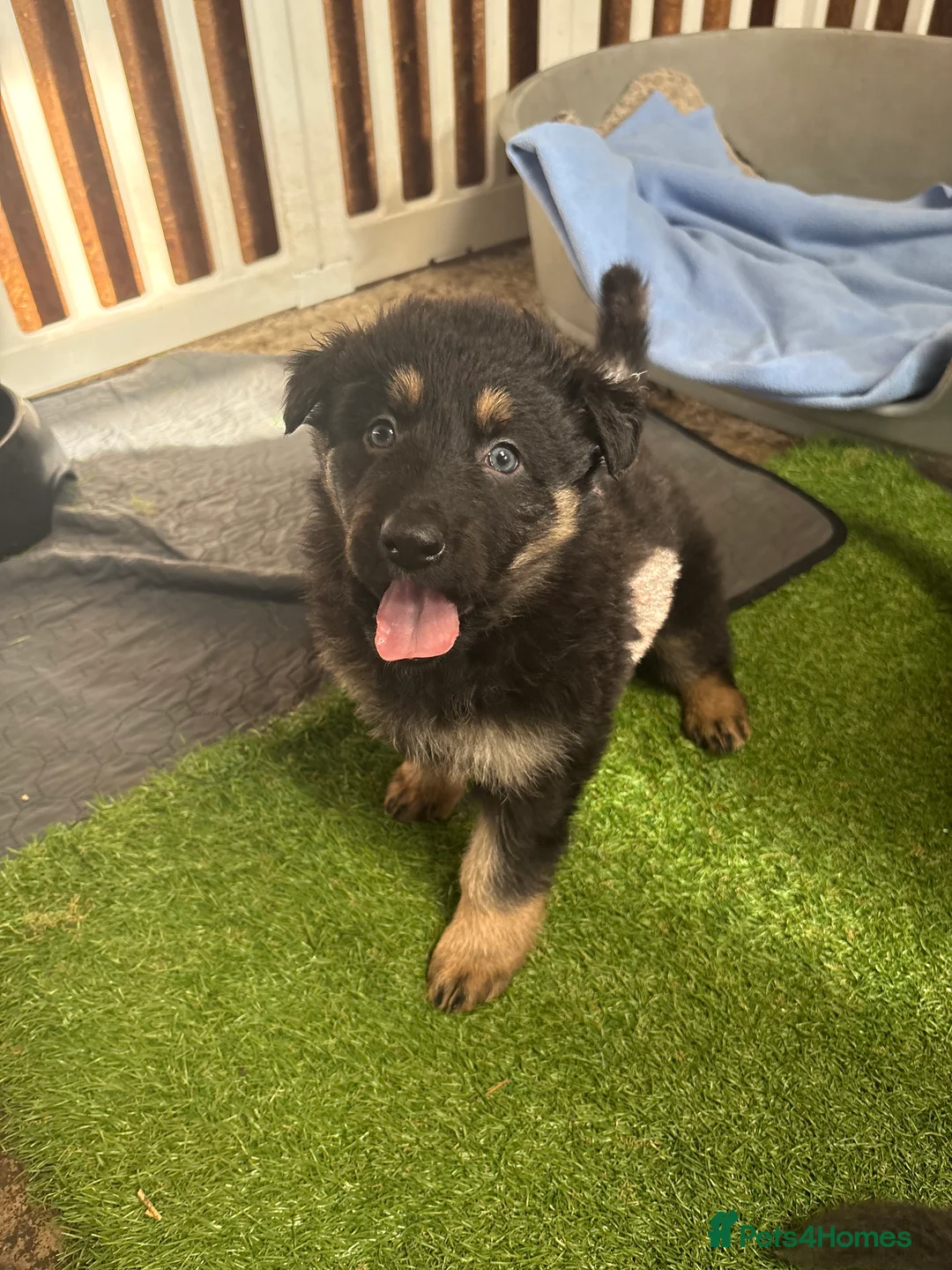 German Shepherd dogs for sale: German Shepherd Pups! Grey or black & tan!  - Advert 2