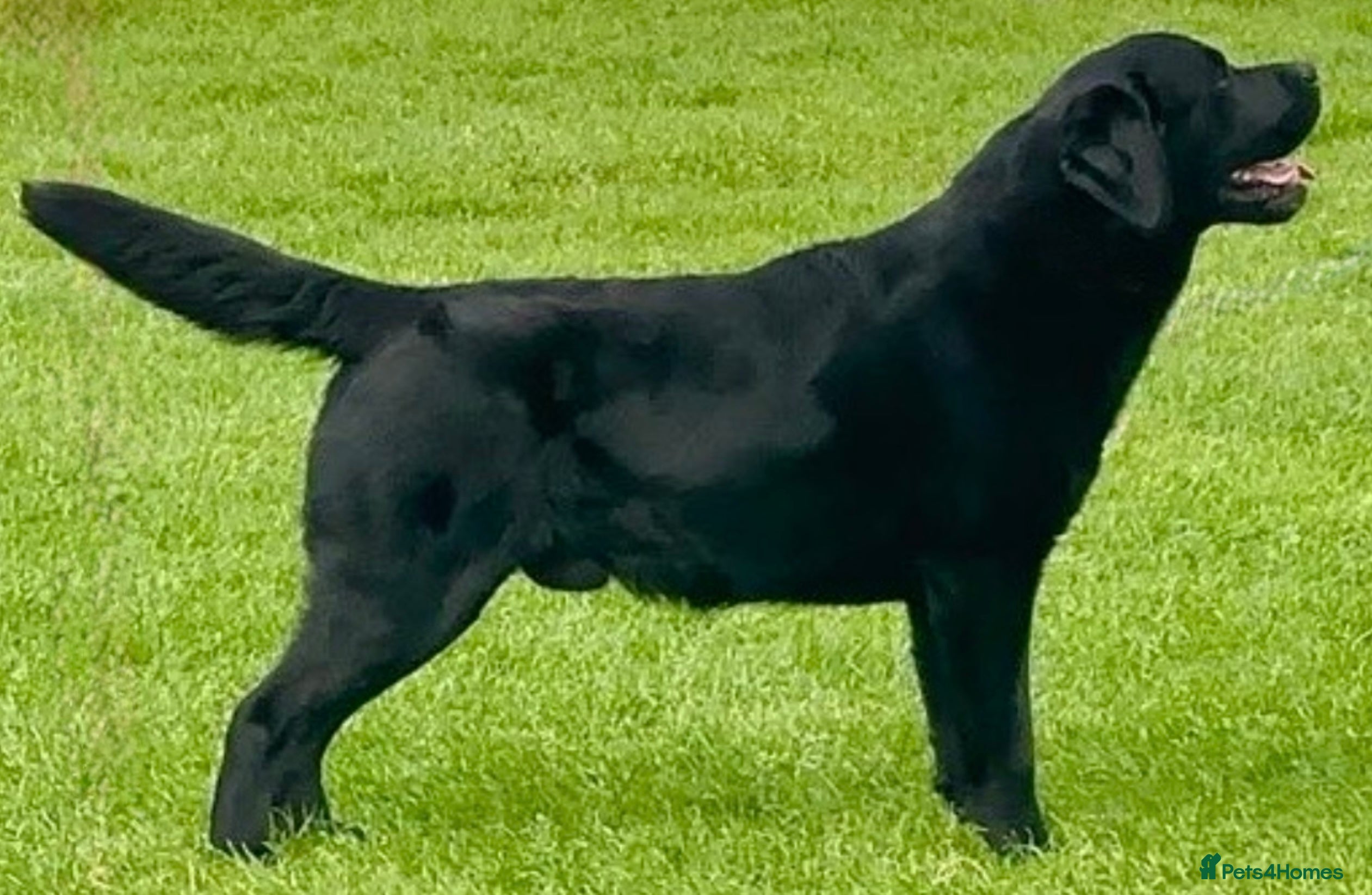 Labrador Retriever dogs Labrador Stud Dog Black in Spalding - Advert 16