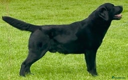 Labrador Retriever dogs for stud: Labrador Stud Dog Black in Spalding - Image 1