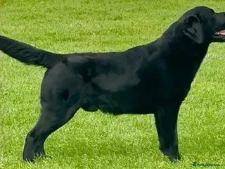 Labrador Retriever dogs Labrador Stud Dog Black in Spalding - Advert 10