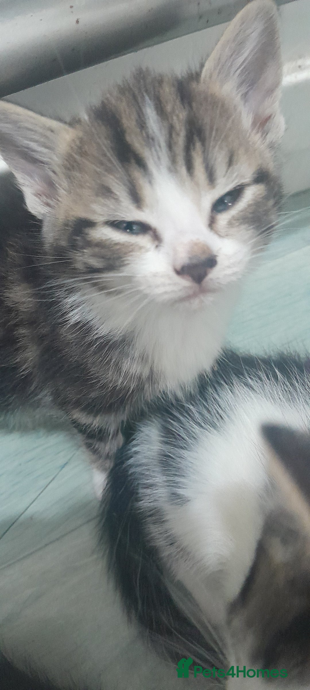 Mixed Breed cats for sale: Kittens ready now - Image 4