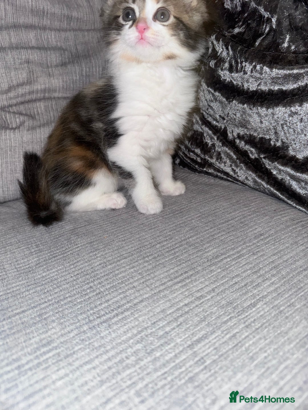 Ragdoll cats for sale: Stunning ragdoll x kittens  - Advert 2
