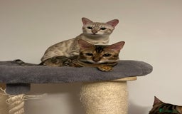 Bengal cats for sale: Beautiful bengals - Image 7