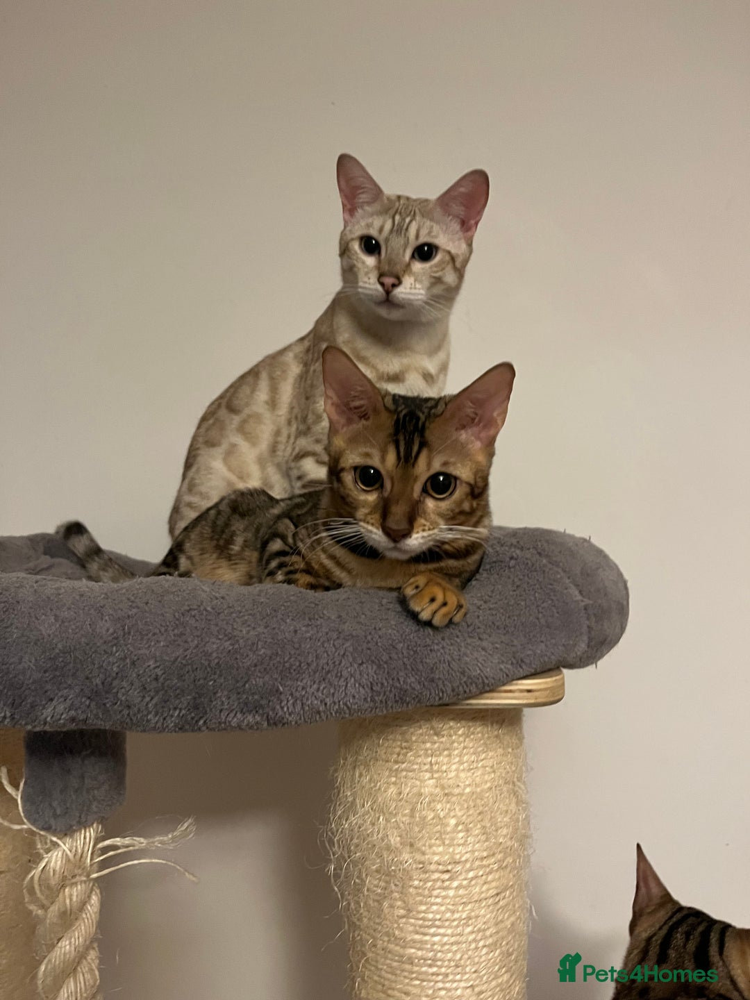 Bengal cats for sale: Beautiful bengals - Image 7