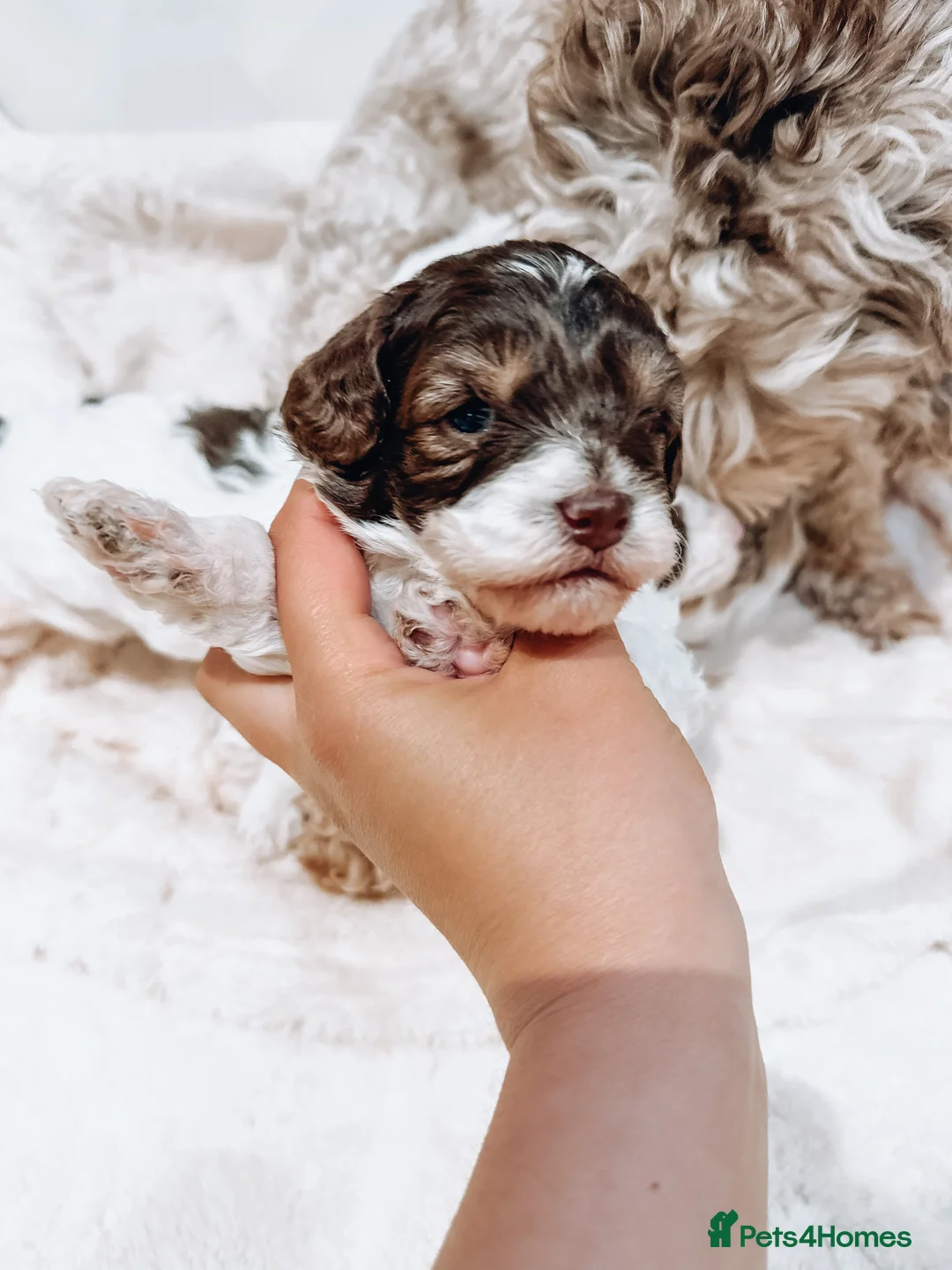 Cavapoo dogs for stud: Premium Cavapoo Chocolate Phantom Parti Stud  in Rickmansworth - Advert 14