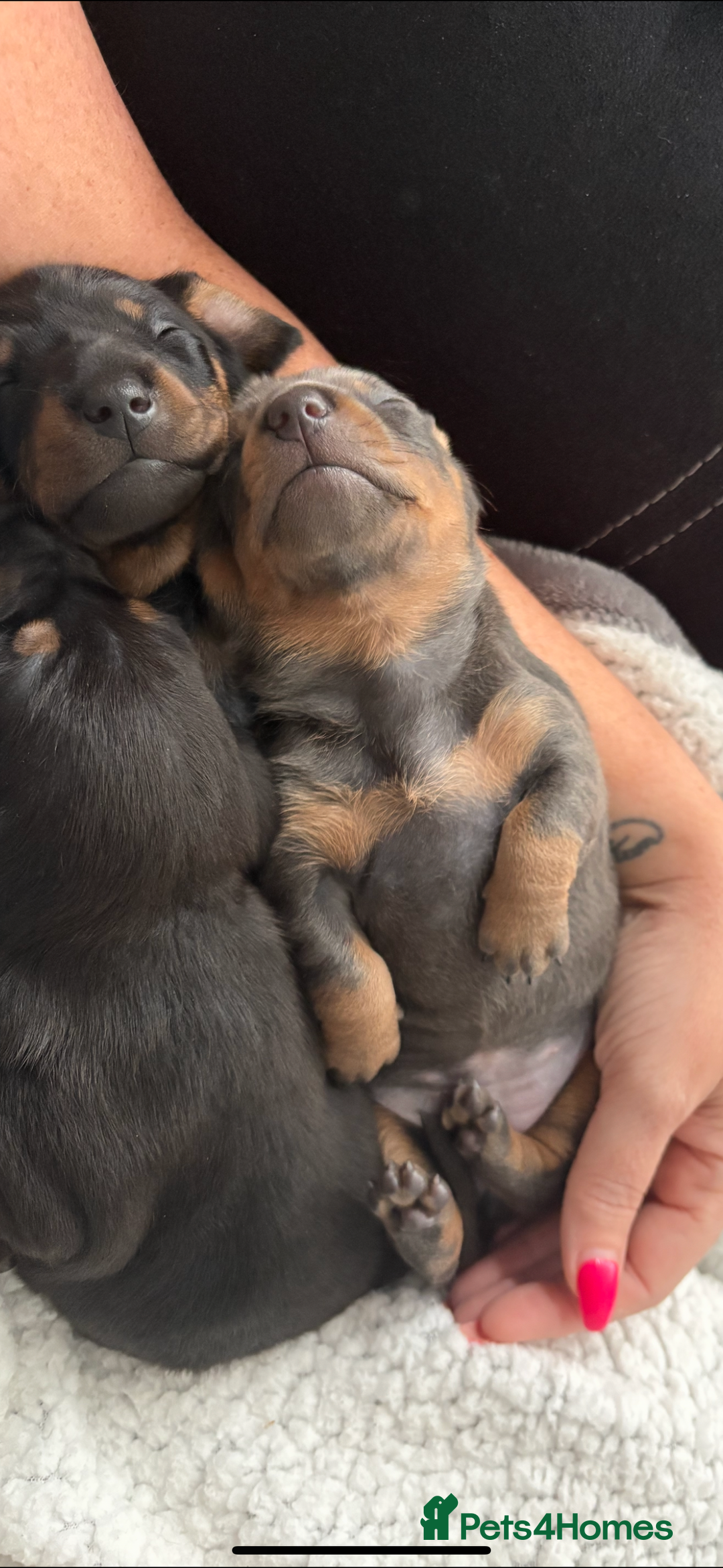 Dachshund dogs for sale: Dachshunds pups for sale - Advert 11