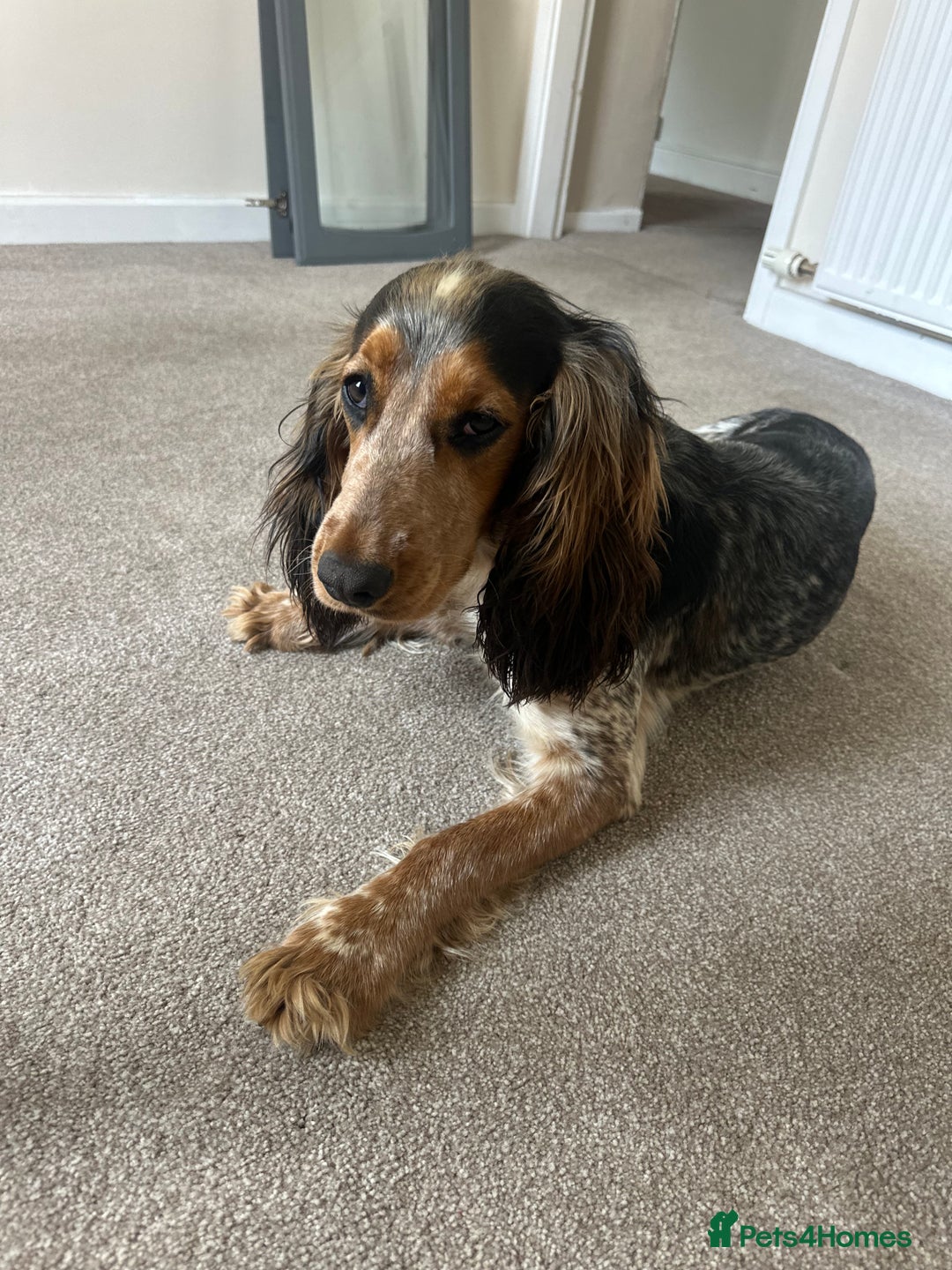 Cocker Spaniel dogs for stud: Male Cocker spaniel for Stud   - Advert 5