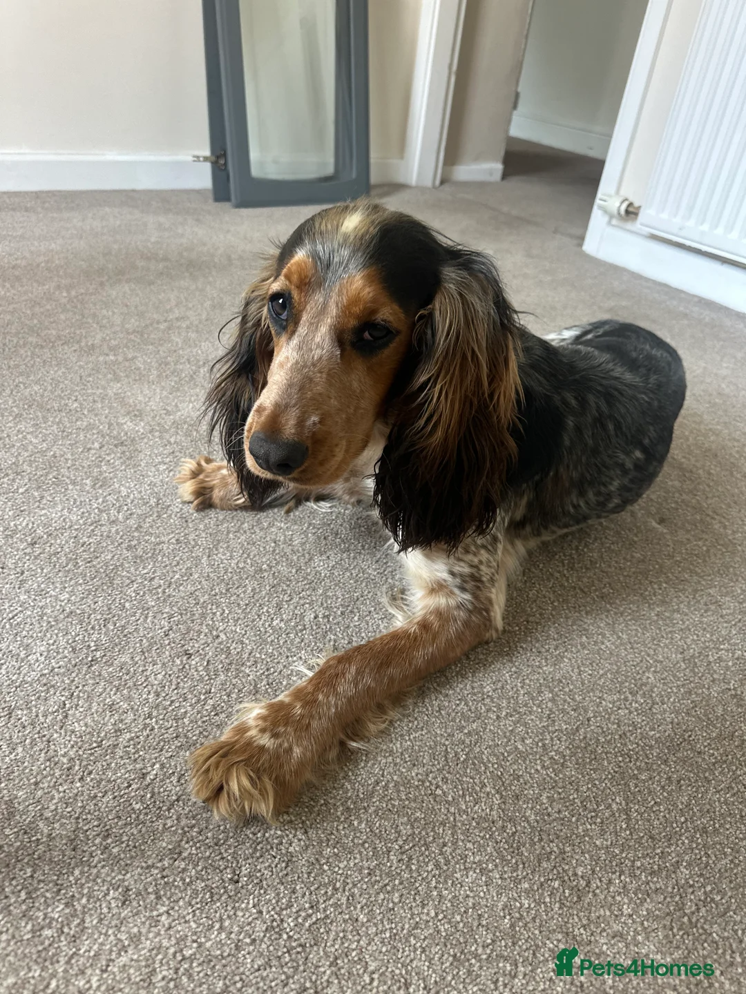 Cocker Spaniel dogs for stud: Male Cocker spaniel for Stud   - Advert 5