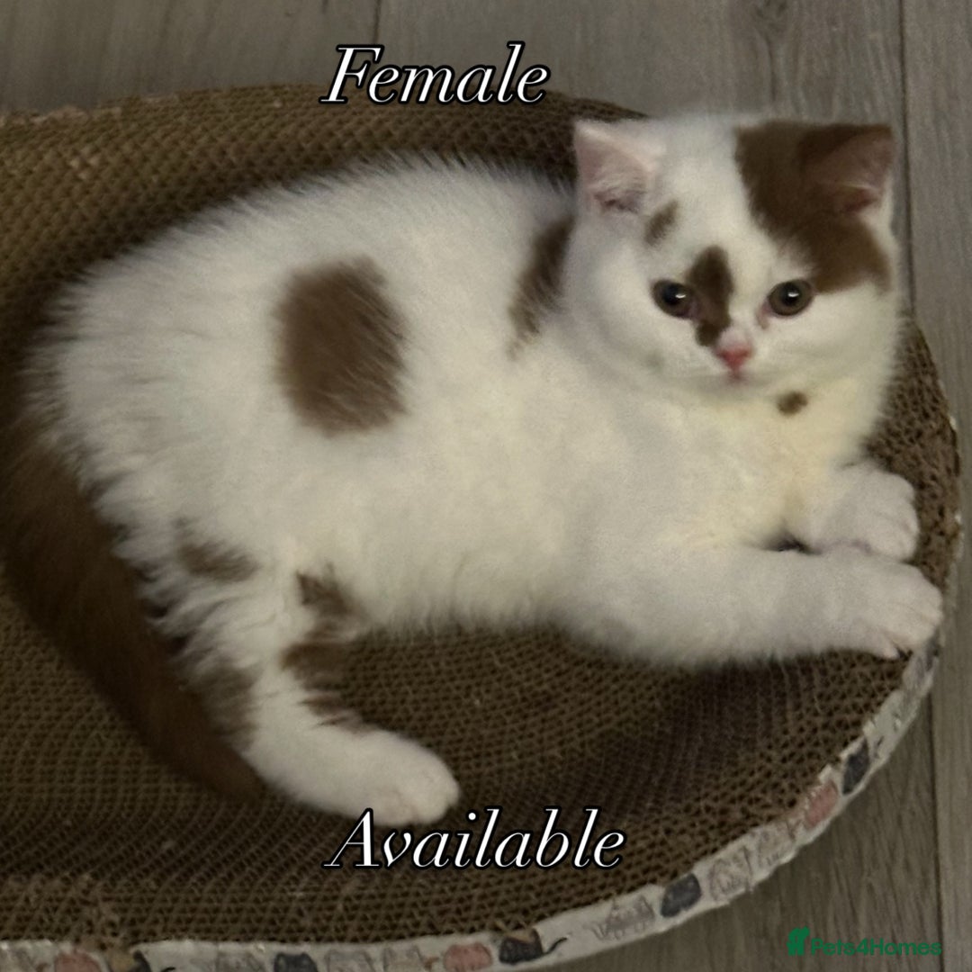 British Shorthair cats for sale: Cinnamon and white British Shorthair TICA - Advert 22