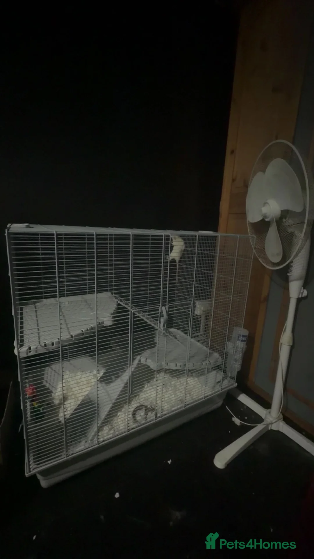Rat rodents for sale: 2 female albino rats  - Advert 2
