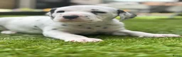 Dalmatian dogs for sale: Beautiful KC Registered Dalmatian Puppies - Advert 14