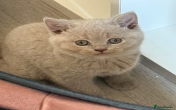 British Shorthair cats for sale: 2 female British blue shorthair  - Image 3