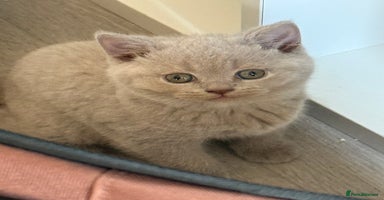 British Shorthair cats - Advert 16