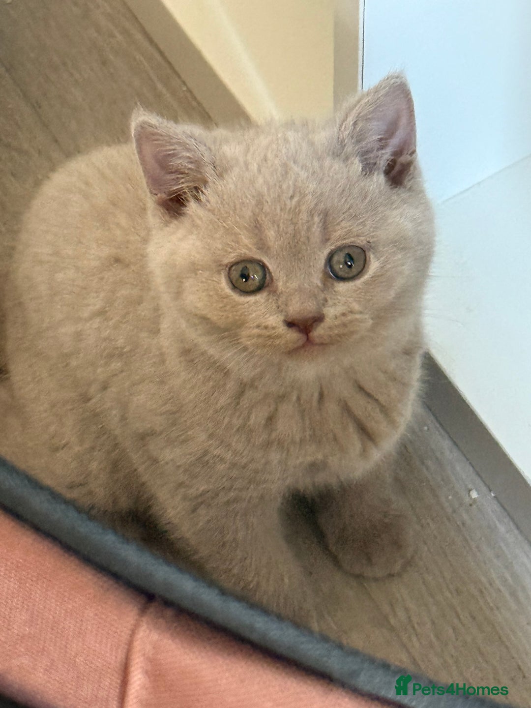 British Shorthair cats for sale: 2 female British blue shorthair  - Image 3