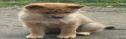 Japanese Shiba Inu dogs for sale: Small sizeShiba parents health tested champions  - Advert 2