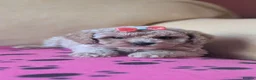 Maltipoo dogs for sale: Stunning Toy Maltipoo Puppies  - Advert 13