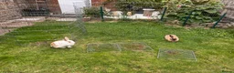 Mixed Breed rabbits for sale: Burt and Ernie  in Frome - Advert 6