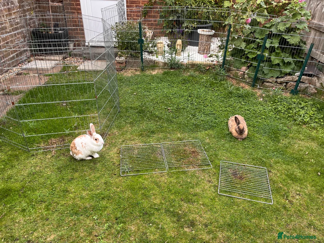 Mixed Breed rabbits for sale: Burt and Ernie  in Frome - Advert 6