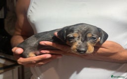 Dachshund dogs for sale: 🐾 Beautiful Dachshund Puppies -Forever Homes 🐾 - Image 3