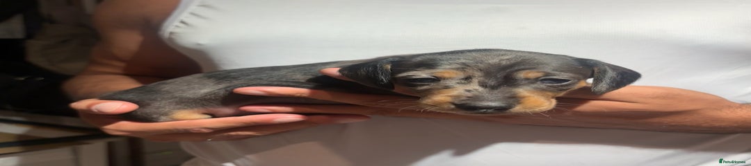 Dachshund Puppy 3