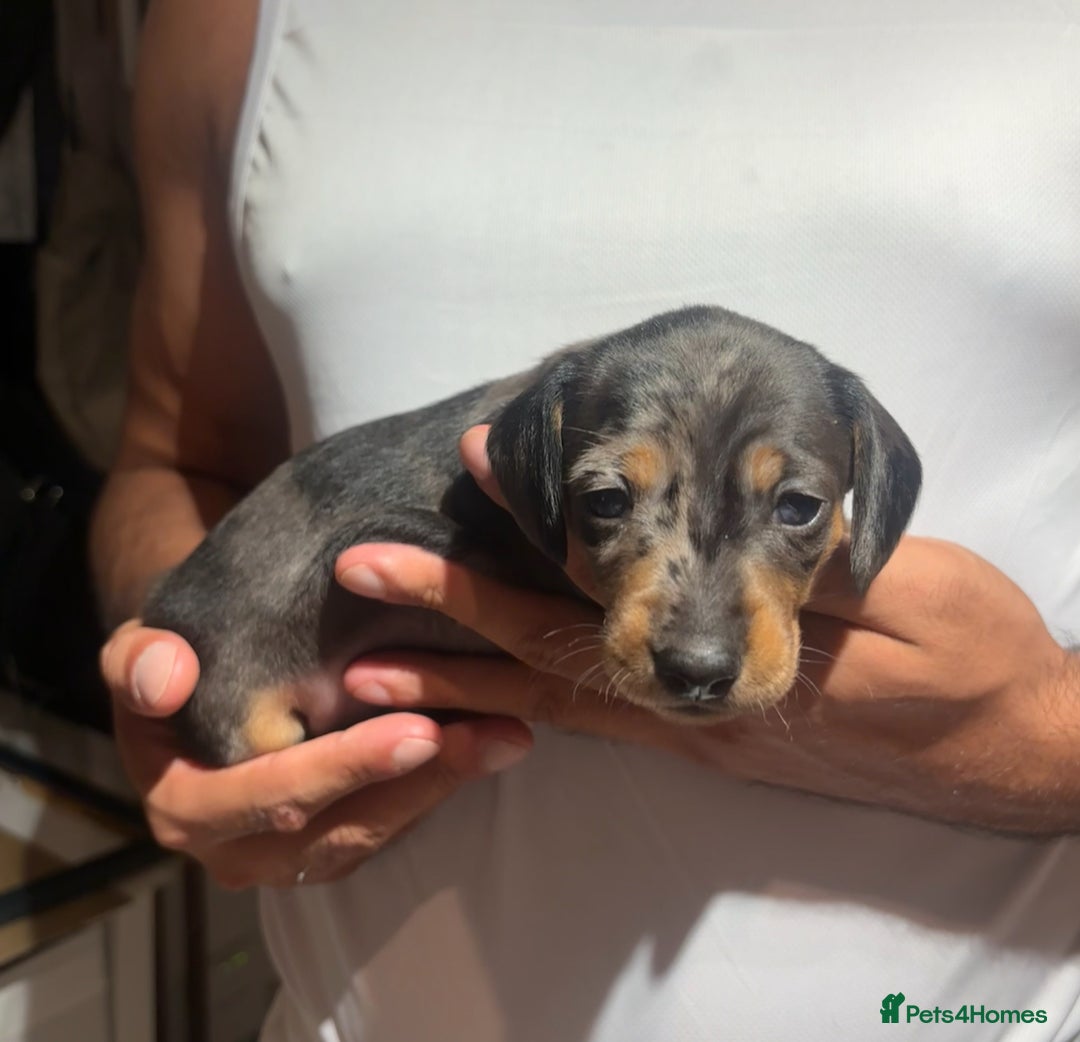 Dachshund dogs for sale: 🐾 Beautiful Dachshund Puppies -Forever Homes 🐾 - Image 3