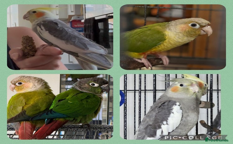 Conures birds - Advert 14