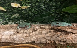 Frog reptiles for sale: Whites tree froglets  - Image 1
