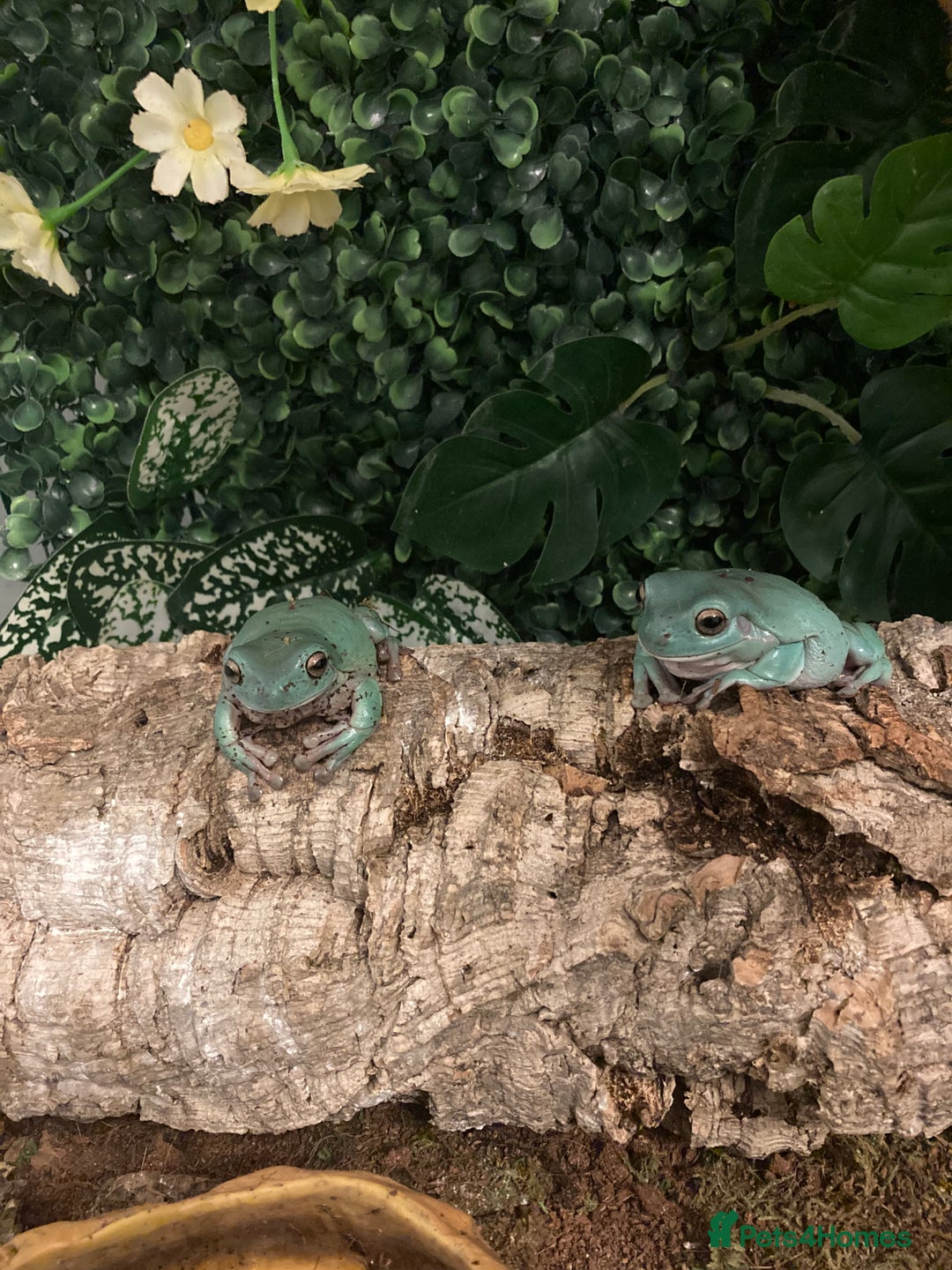 Frog reptiles for sale: Whites tree froglets  - Image 1